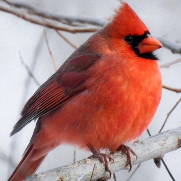 8x10 Chubby Northern Red Cardinal Bird Photography Print - Picture 1 of 3